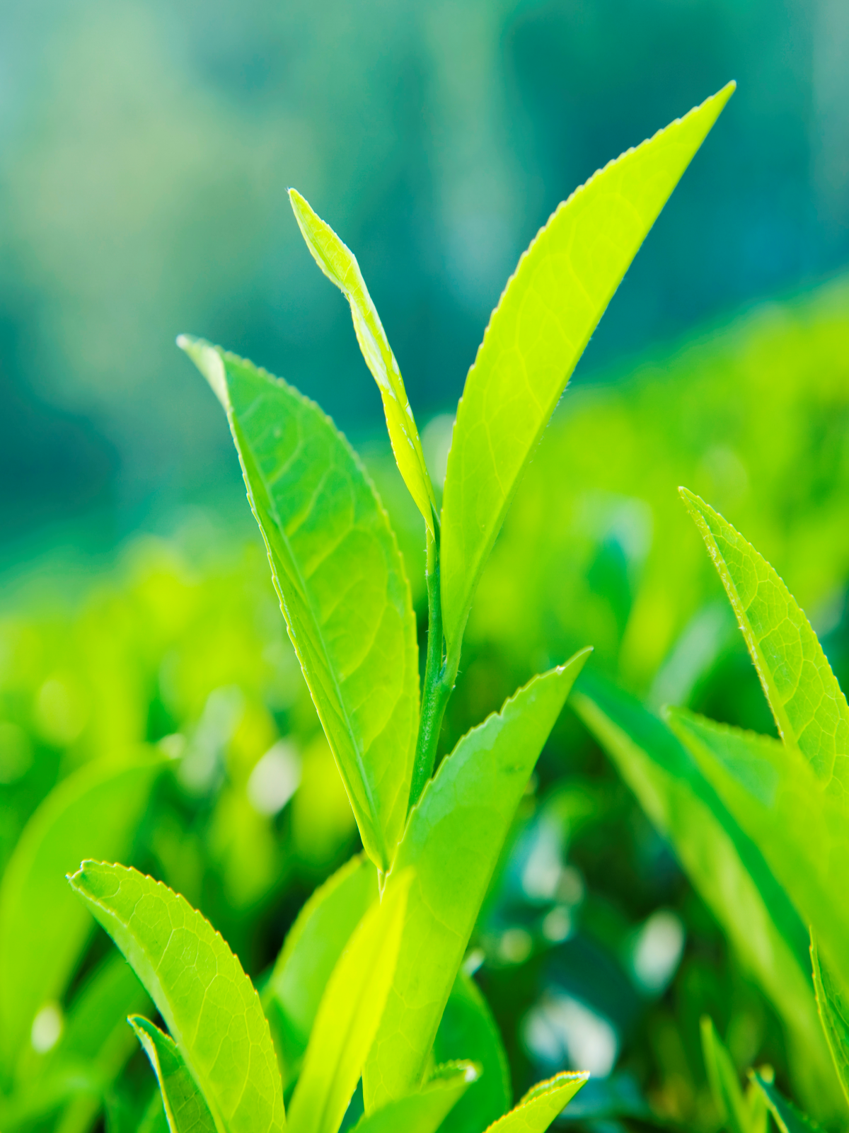 亚洲精品国偷拍自产在线观看蜜臀